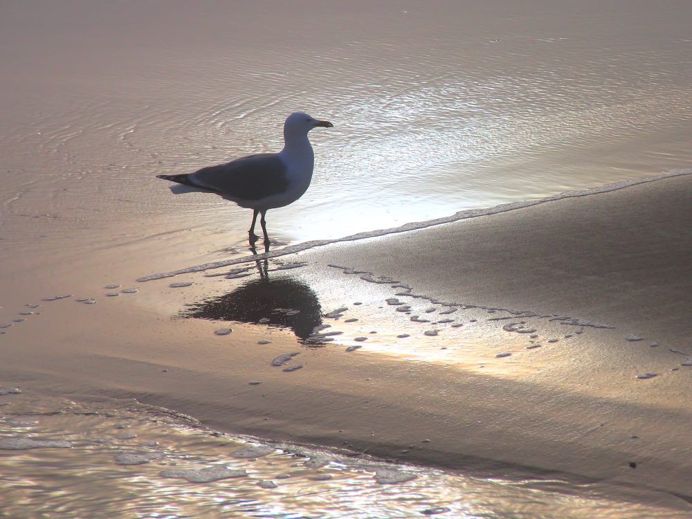 Möwe im Gegenlicht