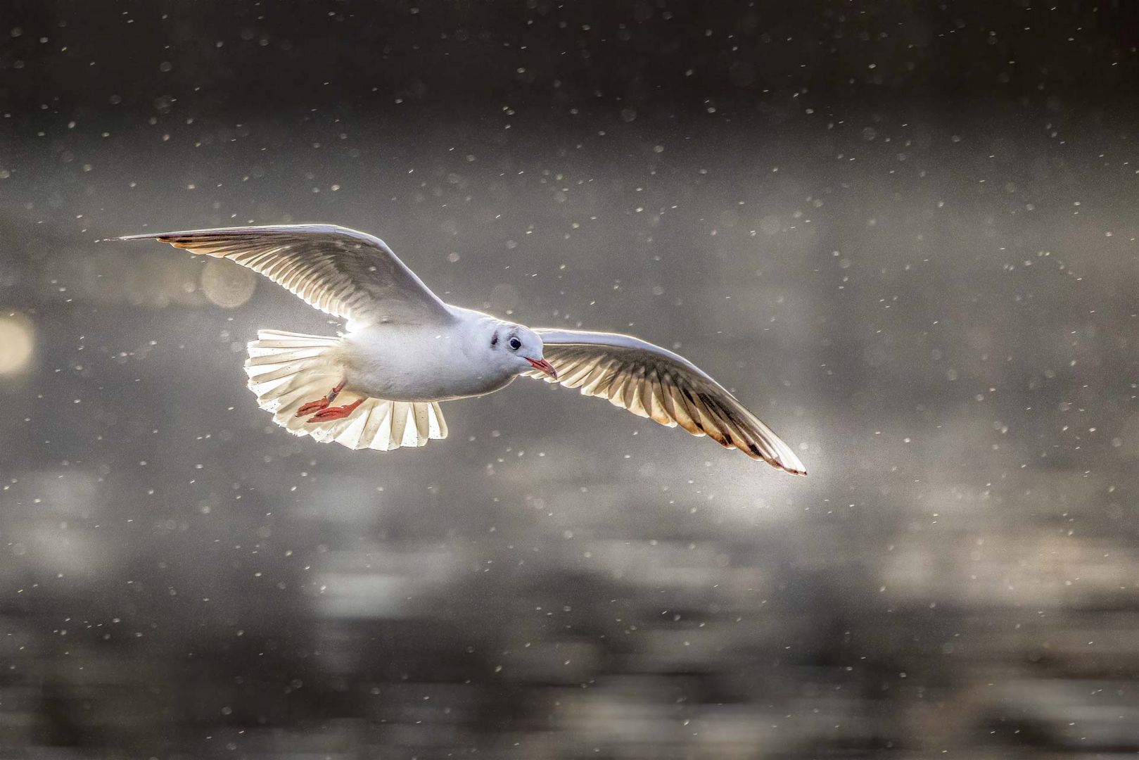 Möwe im Gegenlicht