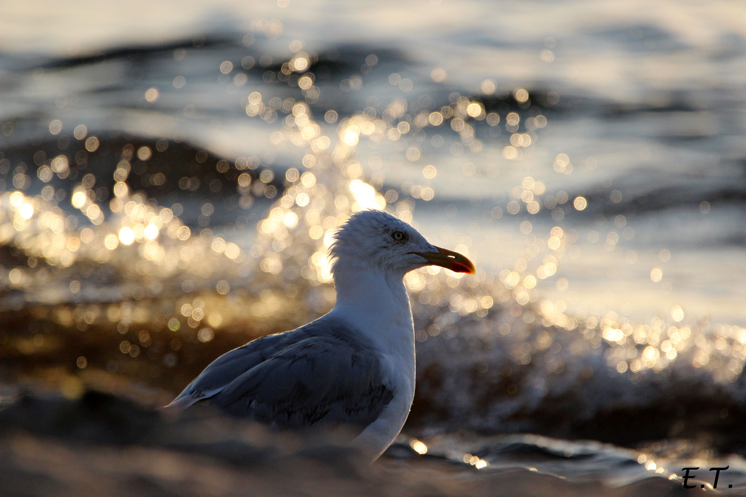 Möwe im Gegenlicht