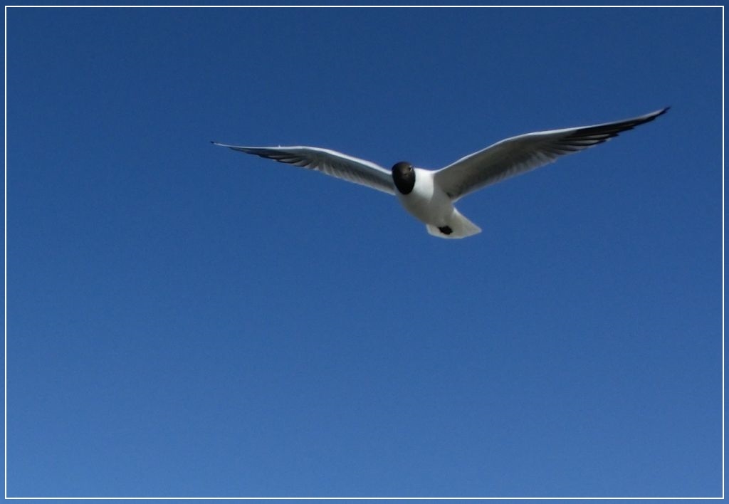 Möwe im Gegenwind