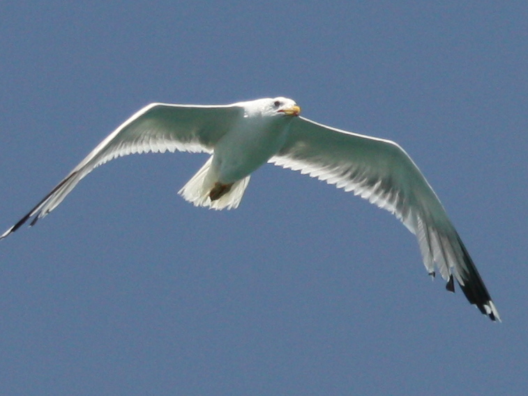 Möwe im Gleiitflug