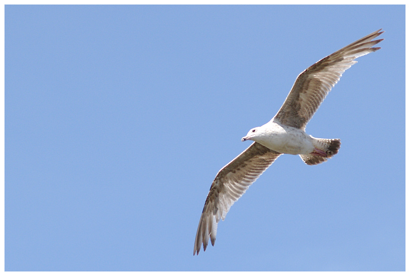 Möwe im Gleitflug