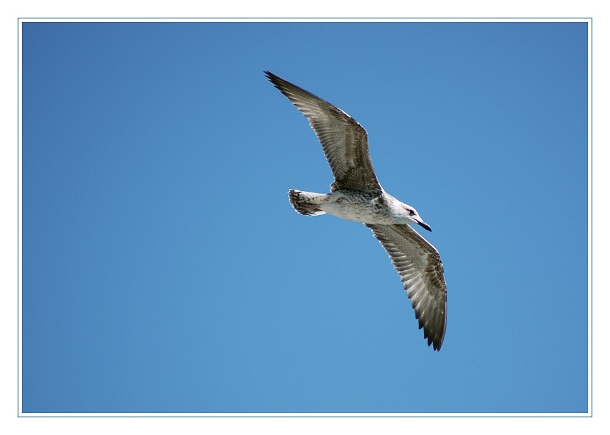 Möwe im Gleitflug