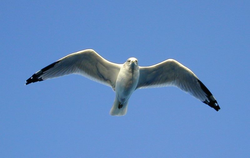 Möwe im Gleitflug