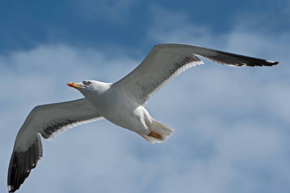 Möwe im Gleitflug