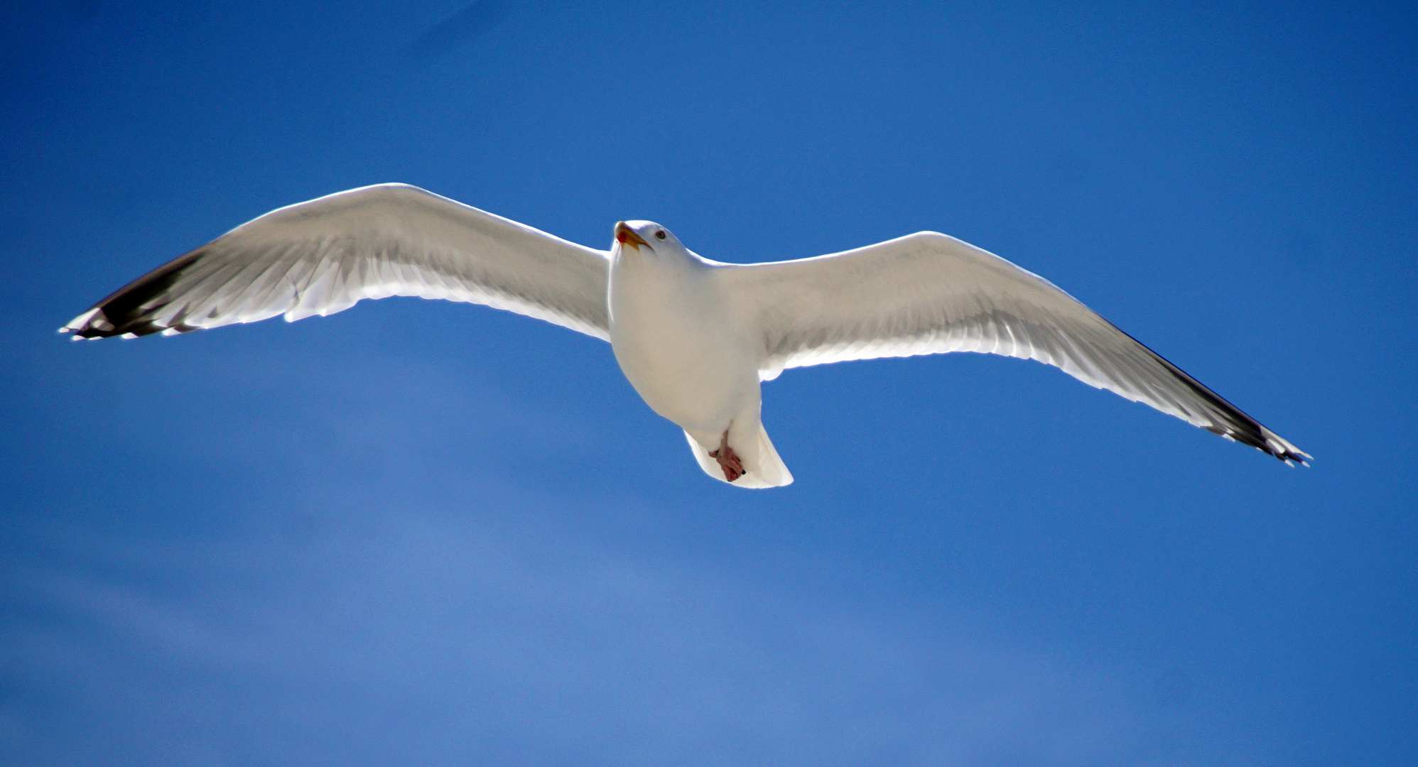 Möwe im Gleitflug