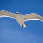 Möwe im Gleitflug