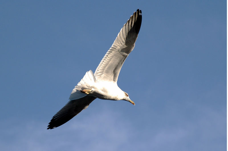 möwe im gleitflug