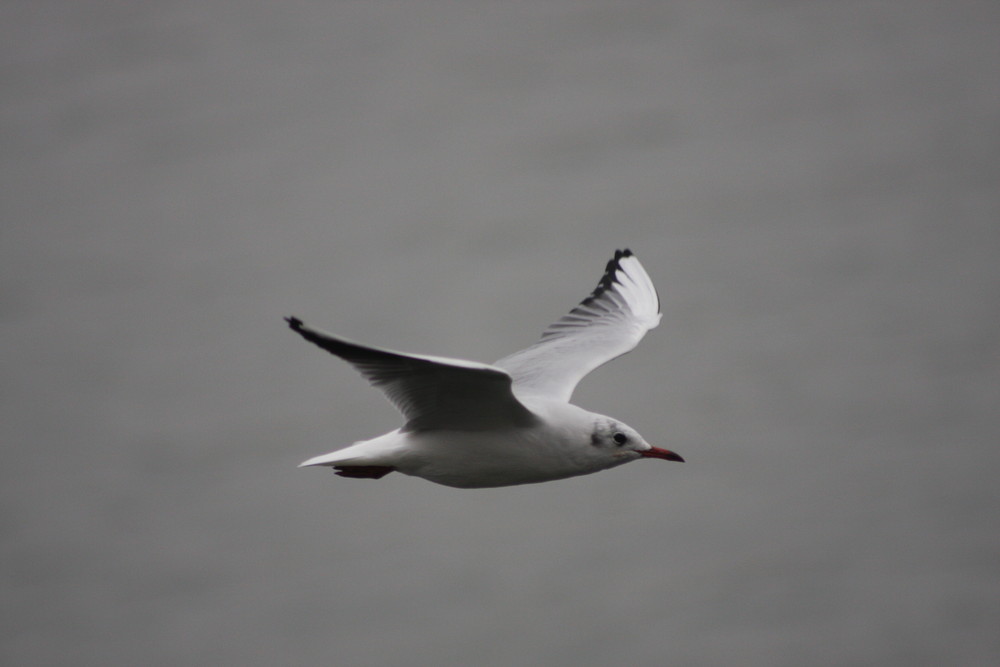 Möwe im Gleitflug