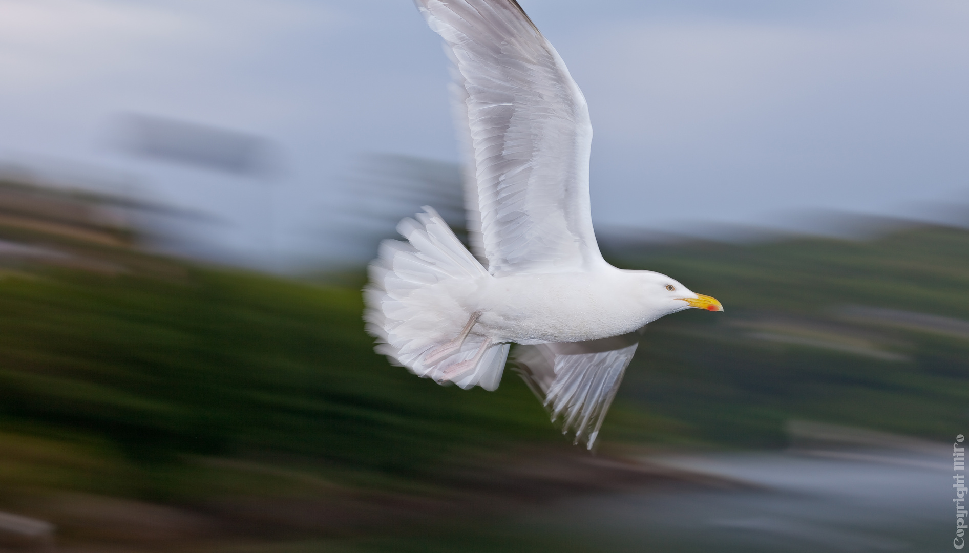 Möwe im Gleitflug - geblitzt