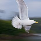 Möwe im Gleitflug - geblitzt