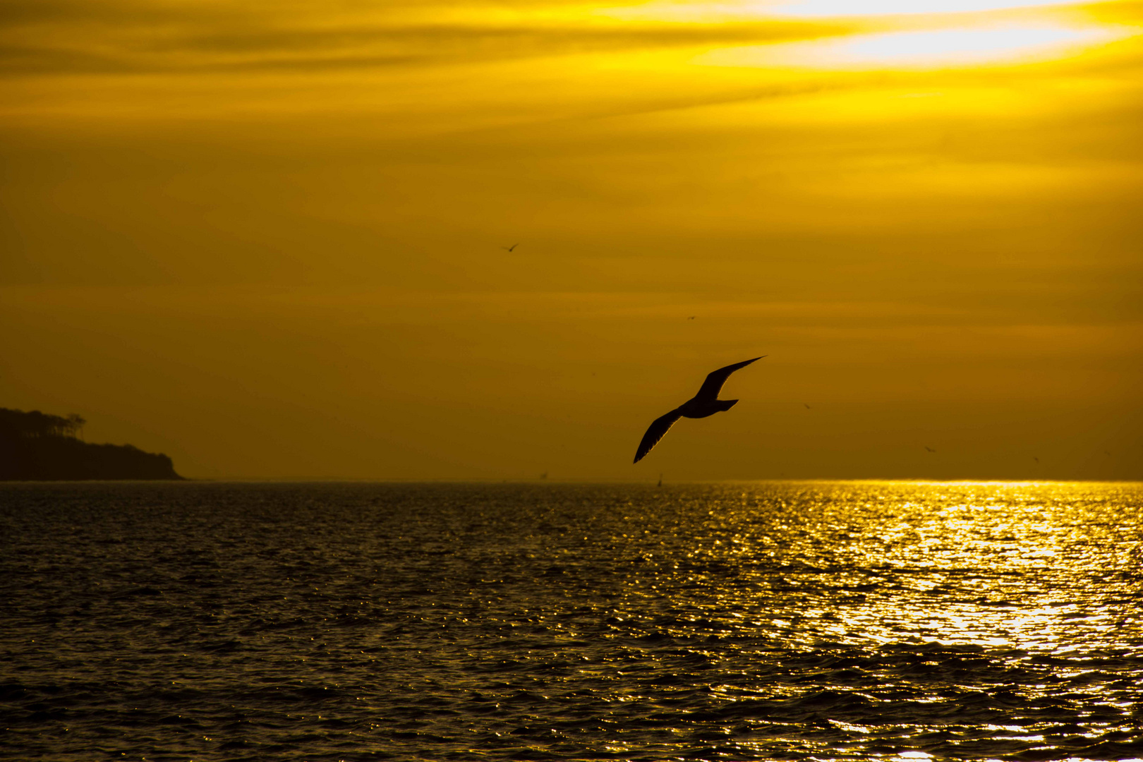 Möwe im goldenen Himmel