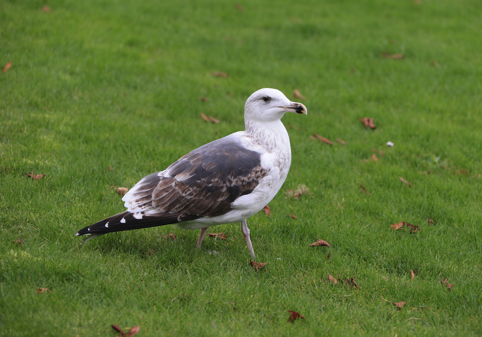 Möwe im Grünen