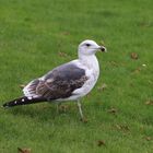 Möwe im Grünen