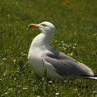 Möwe im Grünen