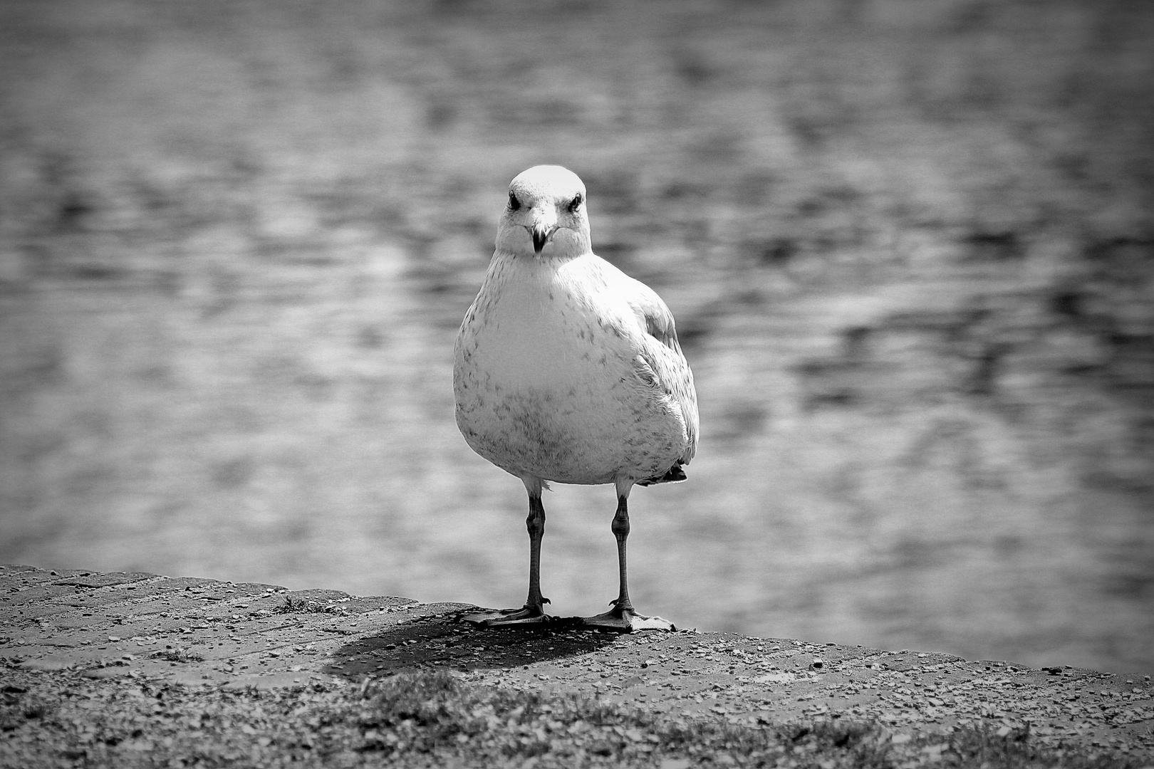 Möwe im Haag