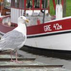 Möwe im Hafen