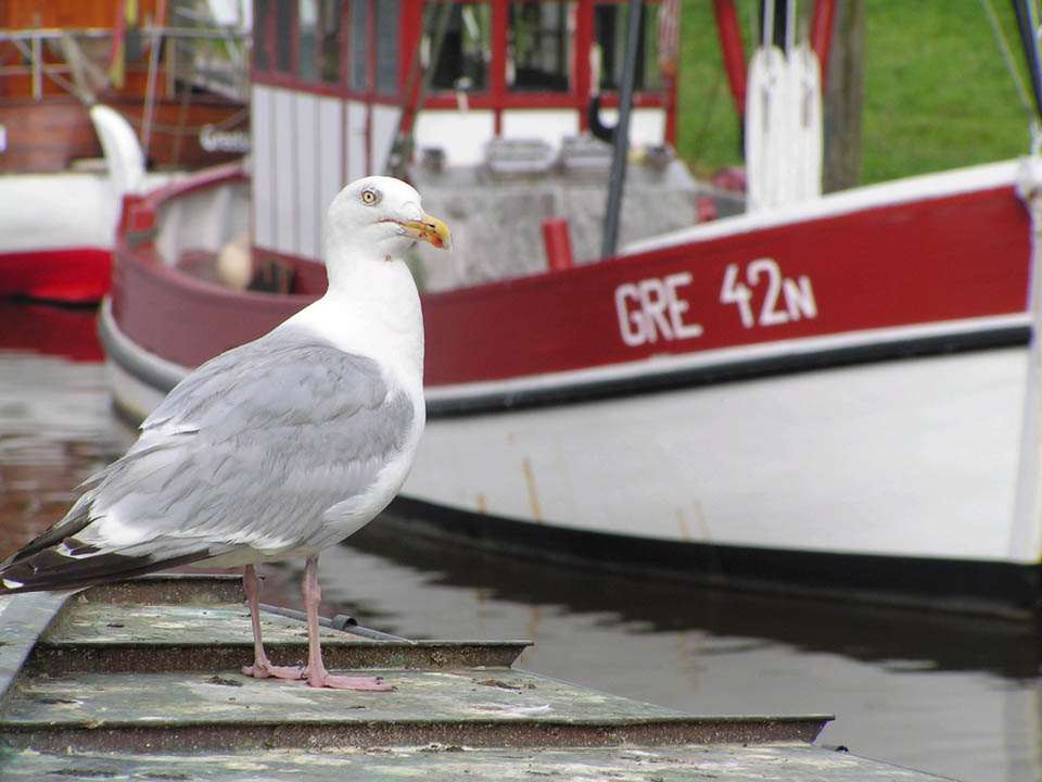 Möwe im Hafen