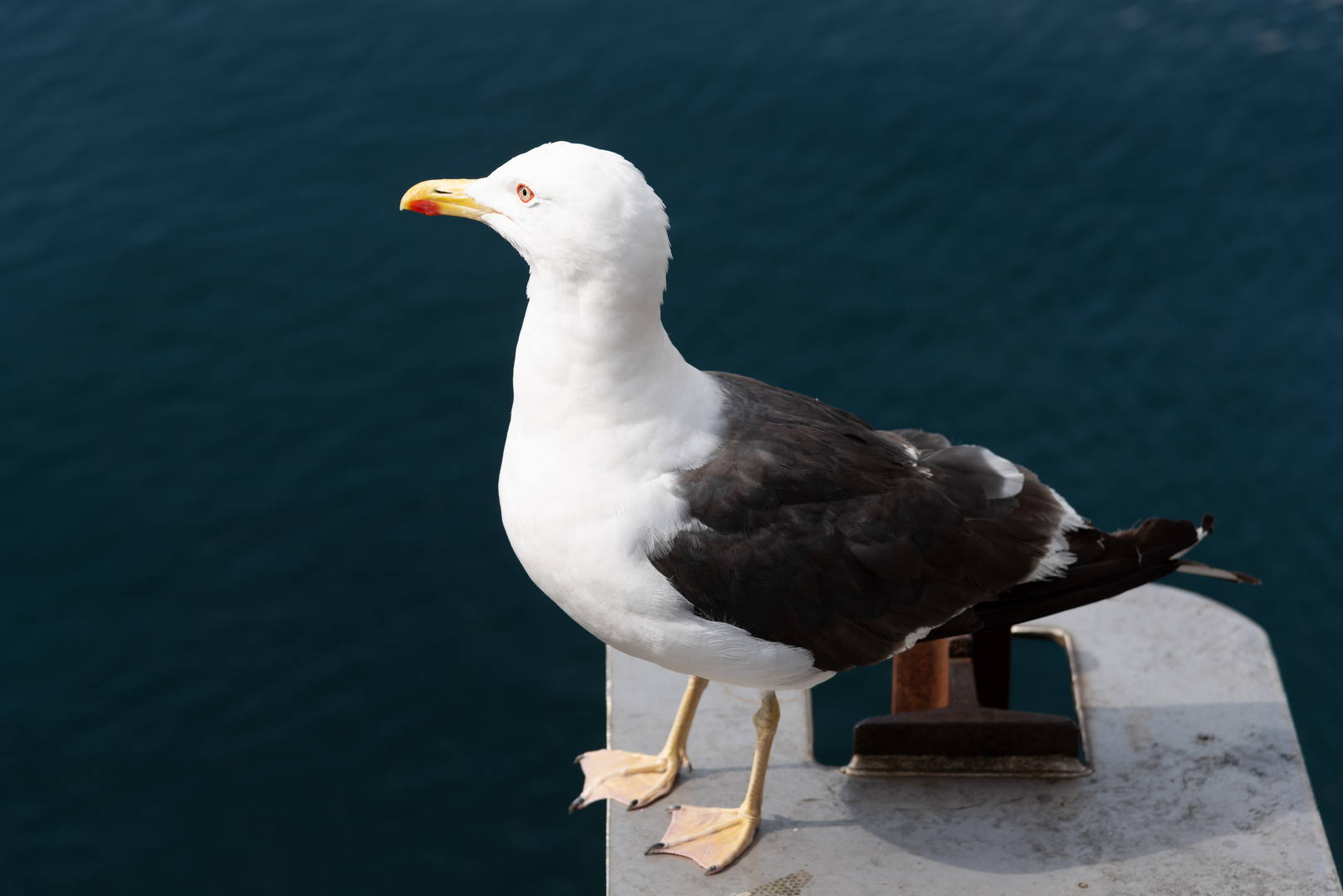 Moewe im Hafen