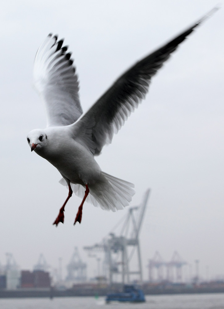 Möwe im Hafen 2