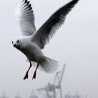 Möwe im Hafen 2