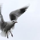 Möwe im Hafen 3