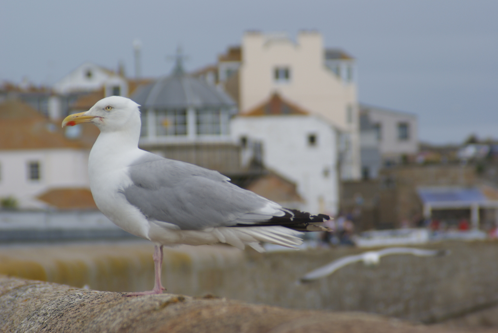 Möwe im Hafen