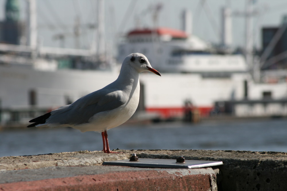 Möwe im Hafen