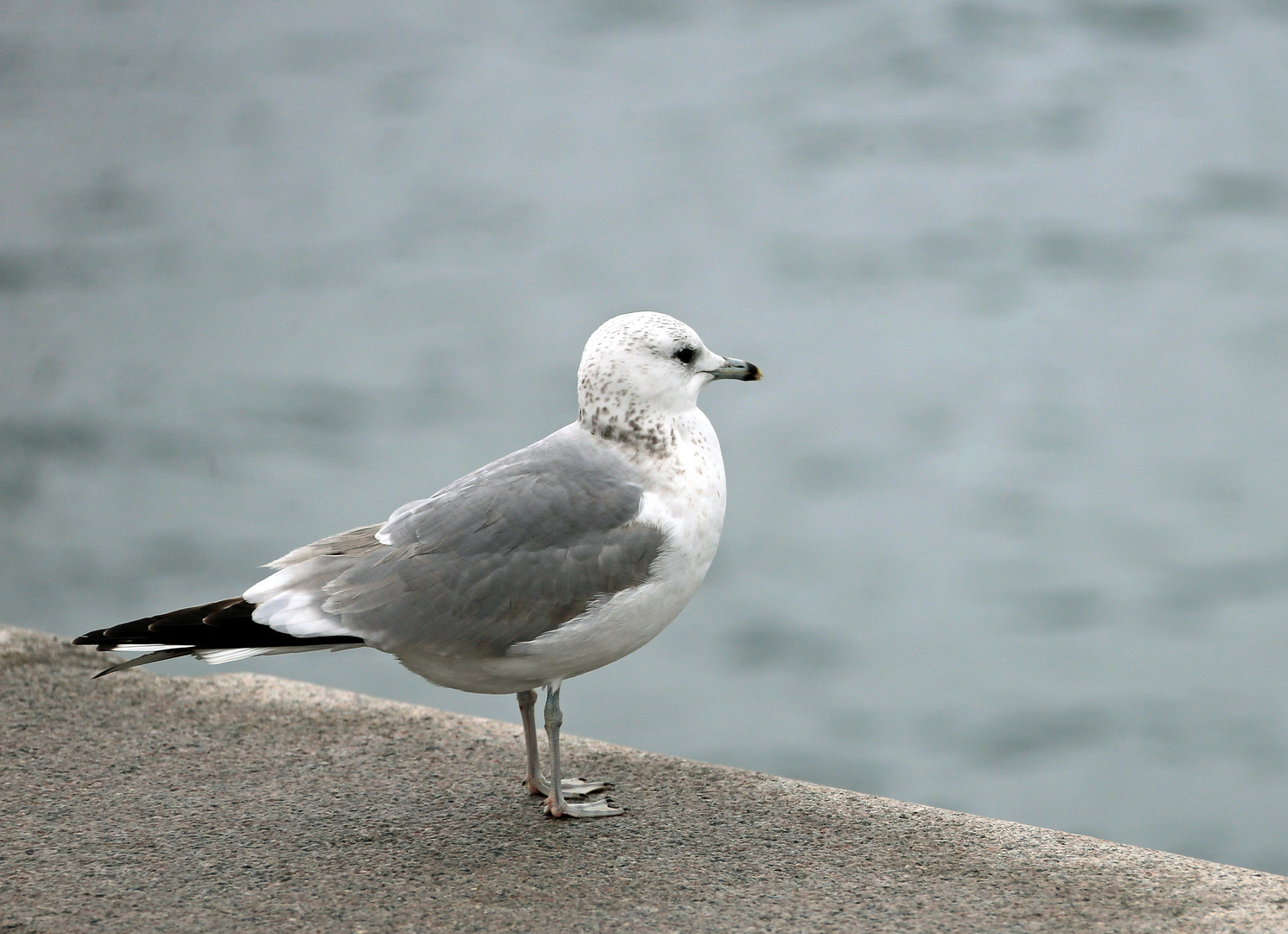 Möwe im Hafen