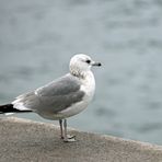 Möwe im Hafen