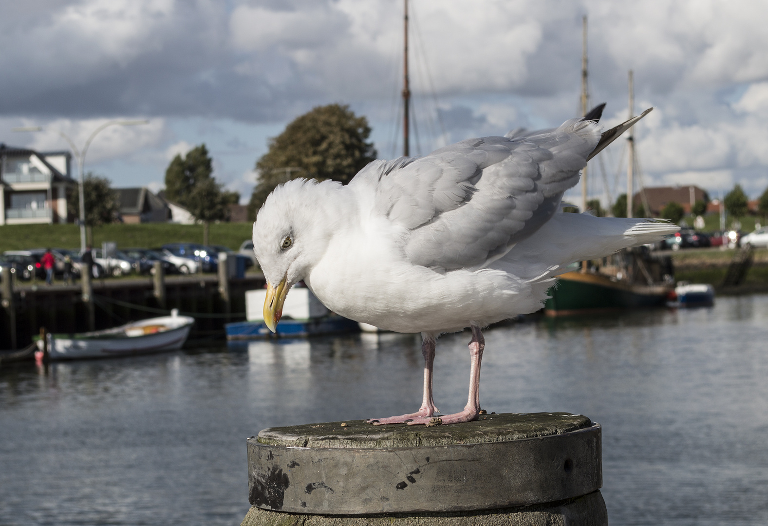 Möwe im Hafen