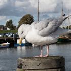 Möwe im Hafen