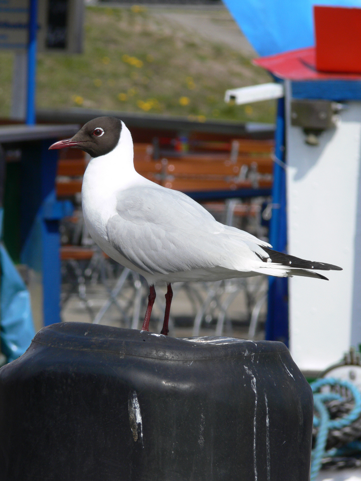 Möwe im Hafen