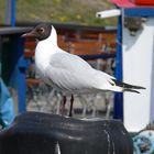 Möwe im Hafen