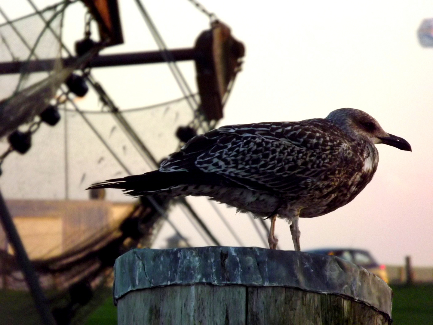 Möwe im Hafen