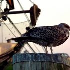 Möwe im Hafen