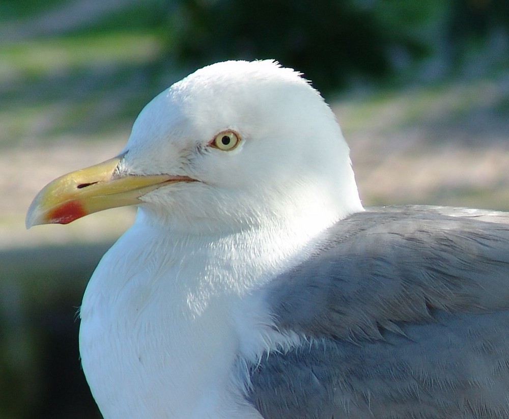 Möwe im Hafen!