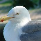 Möwe im Hafen!