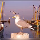 Möwe im Hafen