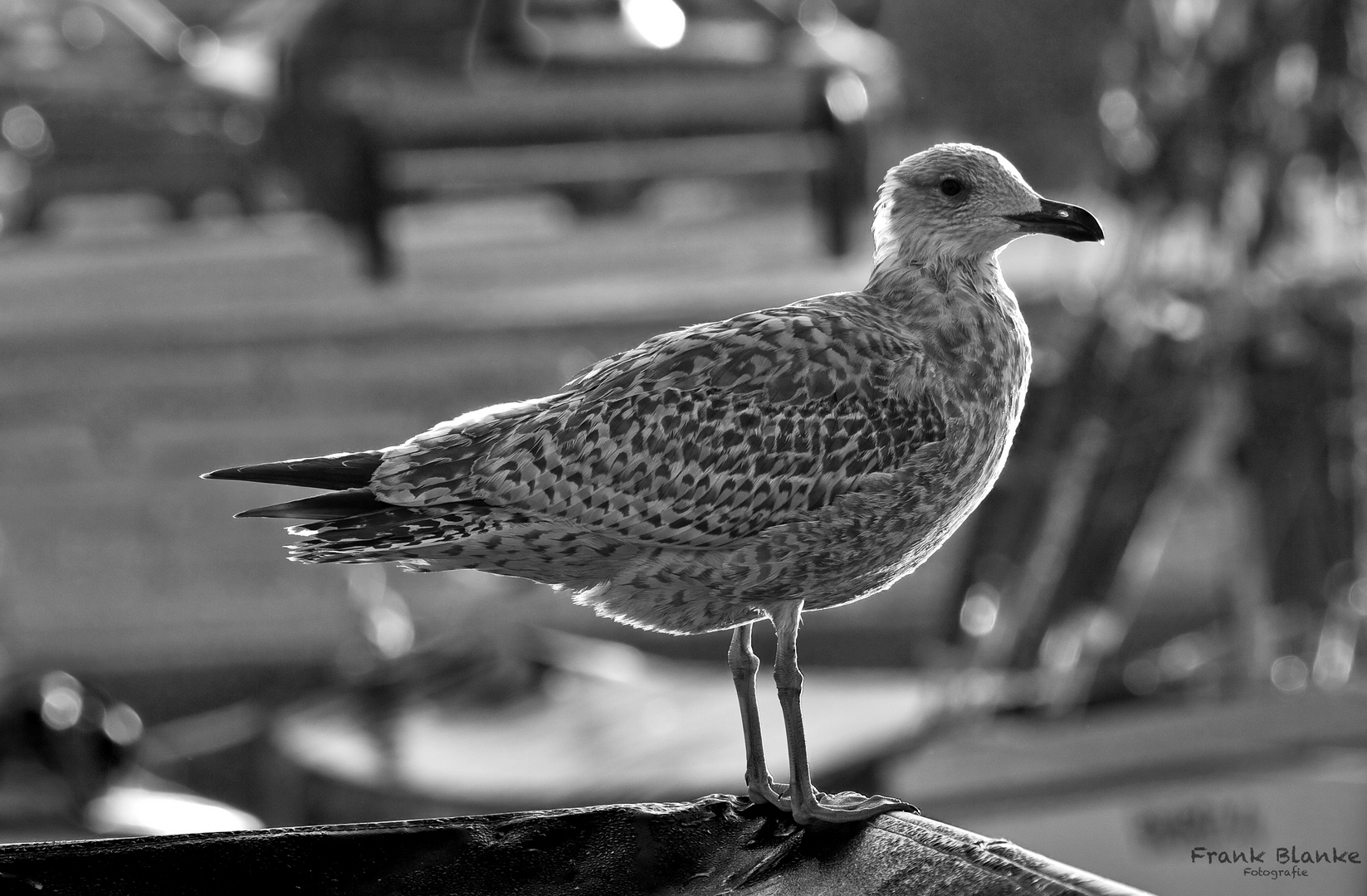 Möwe im Hafen von Burgstaaken