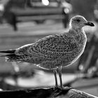 Möwe im Hafen von Burgstaaken