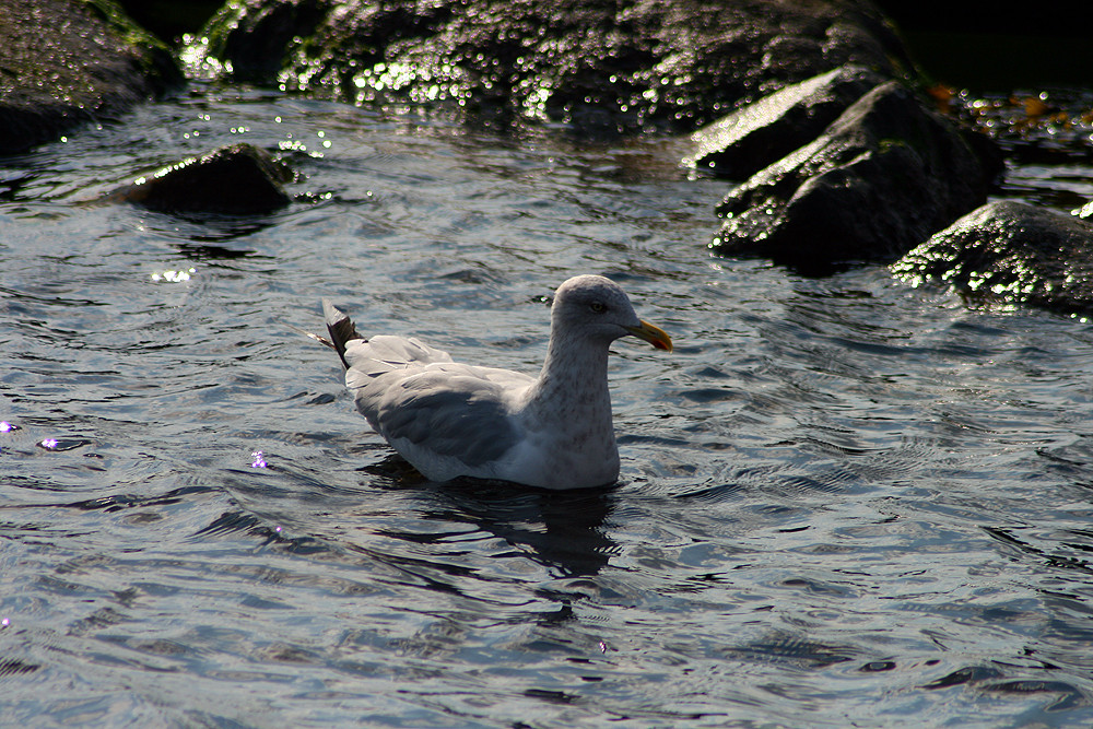 Möwe im Hafen von Faarborg, Dänemark #1