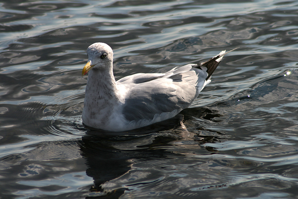 Möwe im Hafen von Faarborg, Dänemark #2