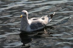 Möwe im Hafen von Faarborg, Dänemark #2