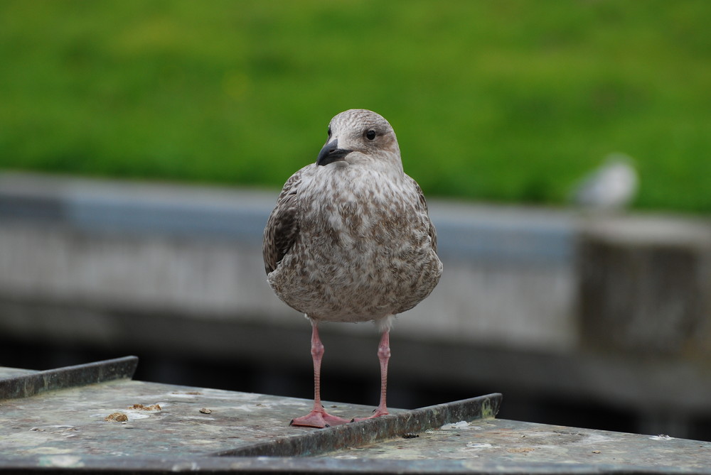 Möwe im Hafen von Greetsiel