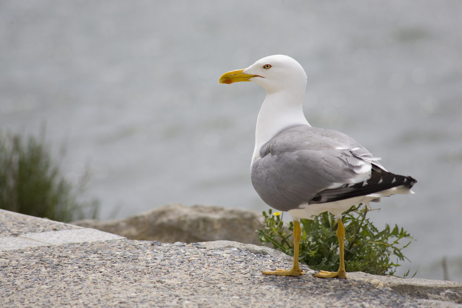 Möwe im Hafen von Gruissan