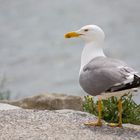 Möwe im Hafen von Gruissan