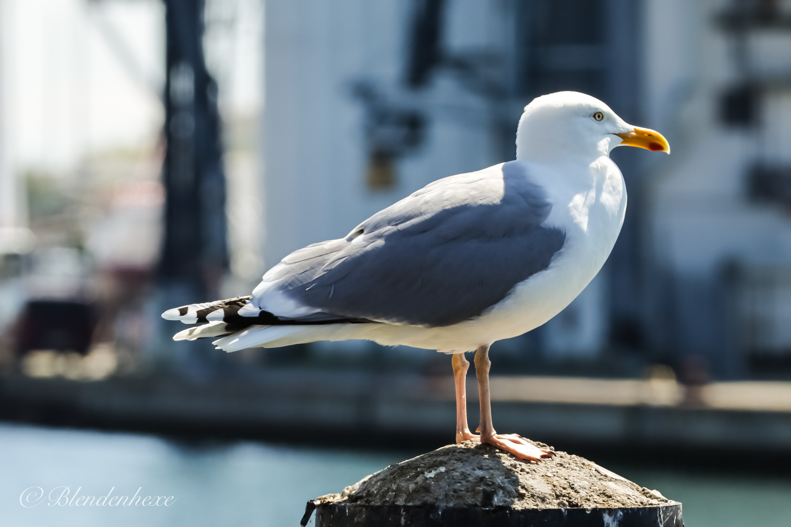 Möwe im Hafen von Heiligenhafen….