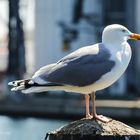 Möwe im Hafen von Heiligenhafen….