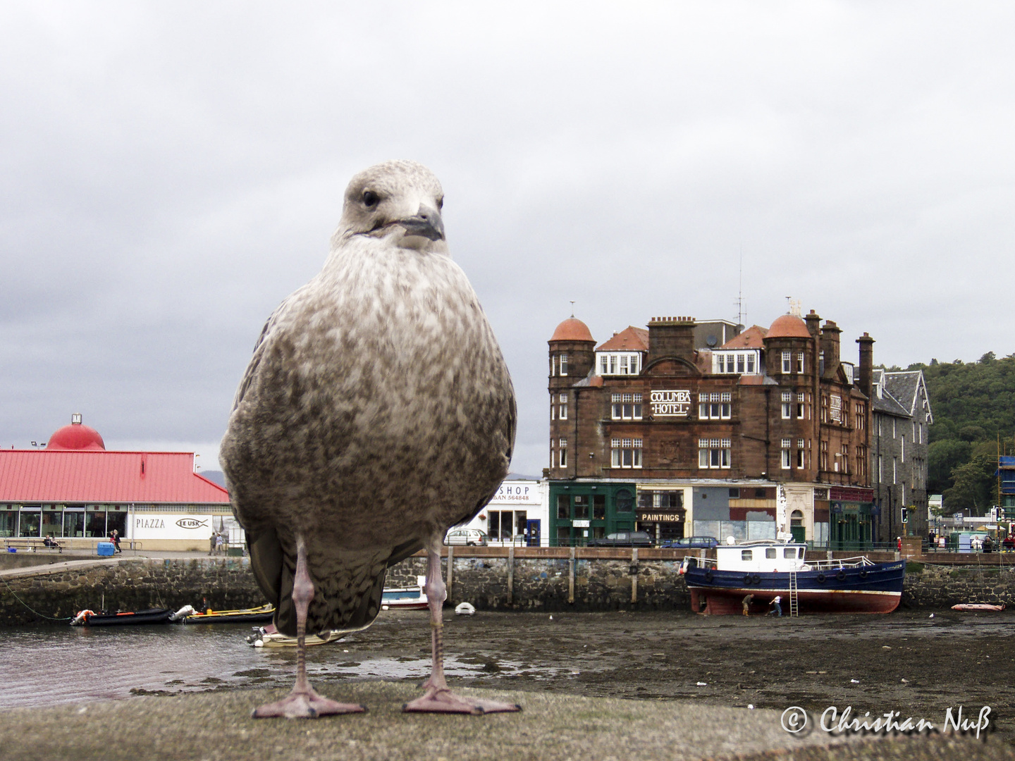 Möwe im Hafen von Oban